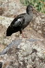 Wattled Ibis (Bostrychia carunculata) - Ethiopia