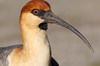 Ibis  face noire (Theristicus melanopis) - Argentine