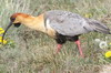 Ibis  face noire (Theristicus melanopis) - Argentine