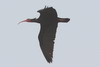 Northern Bald Ibis (Geronticus eremita) - Morocco