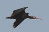 Ibis chauve (Geronticus eremita) - Maroc