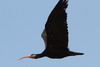 Northern Bald Ibis (Geronticus eremita) - Morocco