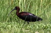 Ibis falcinelle (Plegadis falcinellus) - Roumanie