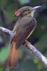 Porte-�ventail roi (Onychorhynchus coronatus) - Costa-Rica