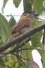 Rose-throated Becard (Pachyramphus aglaiae) - Mexico