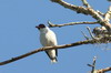 Tityre masqu (Tityra semifasciata) - Mexique