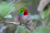 Cuban Tody (Todus multicolor) - Cuba