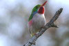 Cuban Tody (Todus multicolor) - Cuba