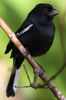 Cuban Bullfinch (Pyrrhulagra nigra) - Cuba