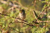 Tiaris grand-chanteur (Tiaris olivaceus) - Cuba