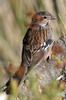 Mourning Sierra-finch (Rhopospina fruticeti) - Peru