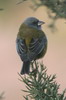 Peruvian Sierra-finch (Phrygilus punensis) - Peru