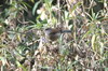 Band-tailed Seedeater (Catamenia analis) - Peru
