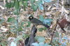 Golden-billed Saltator (Saltator aurantiirostris) - Peru