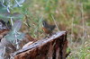 Chestnut-breasted Mountain-finch (Poospizopsis caesar) - Peru