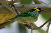 Calliste à tête dorée (Tangara xanthocephala) - Pérou