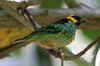 Saffron-crowned Tanager (Tangara xanthocephala) - Peru