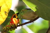 Calliste à tête dorée (Tangara xanthocephala) - Pérou