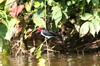 Red-capped Cardinal (Paroaria gularis) - Peru