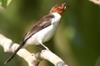 Red-capped Cardinal (Paroaria gularis) - Peru