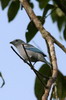 Blue-grey Tanager (Tangara episcopus) - Peru