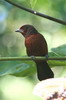 Silver-beaked Tanager (Ramphocelus carbo) - Peru