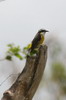 Sucrier  ventre jaune (Coereba flaveola) - Mexique