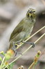 Yellow-faced Grassquit (Tiaris olivaceus) - Mexico