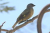 Yellow-winged Tanager (Tangara abbas) - Mexico