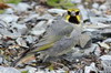 Mlanodre  sourcils jaunes (Melanodera xanthogramma) - Argentine