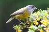 Phrygile de Patagonie (Phrygilus patagonicus) - Argentine