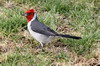 Red-crested Cardinal (Paroaria coronata) - Argentina