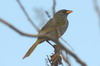 Embernagre  cinq couleurs (Embernagra platensis) - Argentine