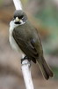 Sporophile  col double (Sporophila caerulescens) - Argentine