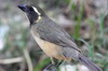 Saltator  bec orange (Saltator aurantiirostris) - Argentine