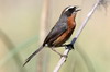 Black-and-rufous Warbling-finch (Poospiza nigrorufa) - Argentina