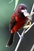 Tangara � dos rouge (Ramphocelus dimidiatus) - Panama