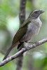 Saltator gros-bec (Saltator albicollis) - Martinique