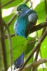 Trogon narina (Apaloderma narina) - S�n�gal