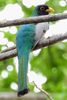 Trogon �l�gant (Trogon elegans) - Costa-Rica