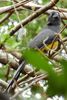 Trogon � t�te noire (Trogon melanocephalus) - Costa-Rica