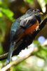 Trogon rosalba (Trogon collaris) - Costa-Rica