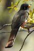 Trogon �l�gant (Trogon elegans) - Etats-Unis