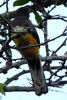 Trogon citrin (Trogon citreolus) - Mexique