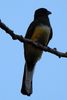 Trogon citrin (Trogon citreolus) - Mexique