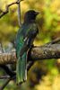 Trogon citrin (Trogon citreolus) - Mexique