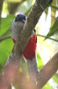 Trogon de Cuba (Priotelus temnurus) - Cuba