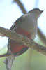 Trogon de Cuba (Priotelus temnurus) - Cuba