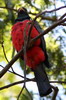 Trogon  queue noire (Trogon melanurus) - Prou