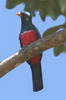 Black-tailed Trogon (Trogon melanurus) - Peru